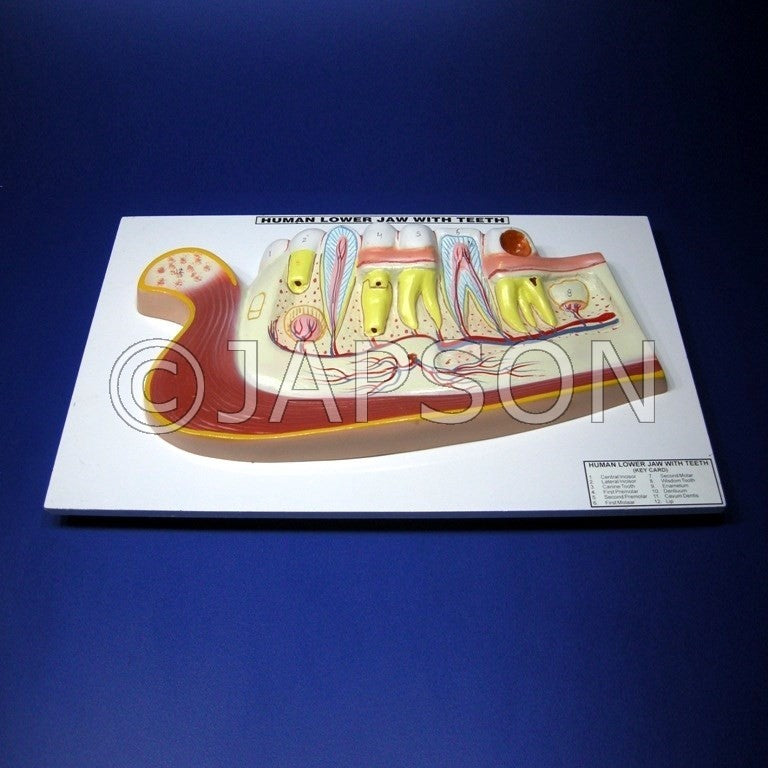 Human Model - Teeth Human Model - Teeth